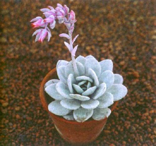 Эхеверия чёрный принц echeveria black prince. Как выглядит эхеверия?