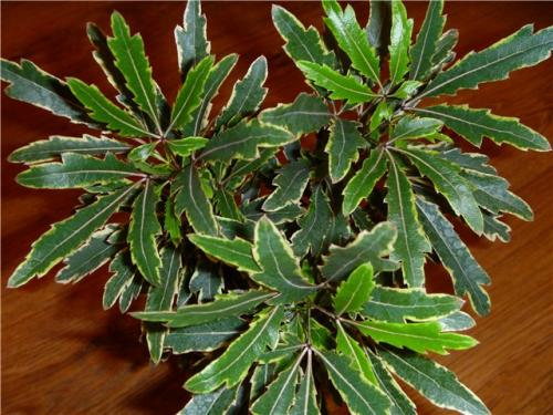 Горшок для шефлеры. Шеффлера — уход в домашних условиях