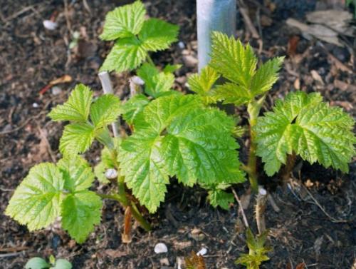 Размножение малины крапивкой. Способы размножения ремонтантной малины