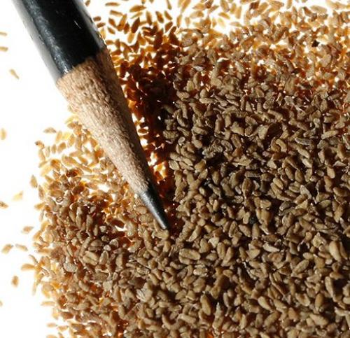 Флокс шиловидный из семян. Выращивание из семян