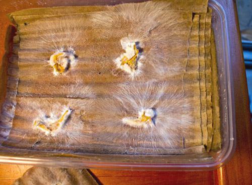 Как вырастить маточный мицелий из палочек грибных. Как вырастить мицелий своими руками на картоне