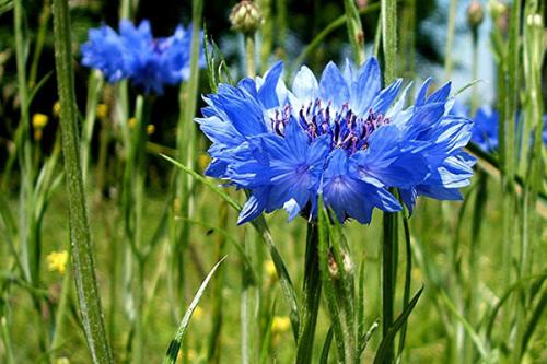 Полевые цветы приморского края. Синие полевые цветы