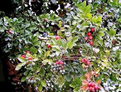 Лечебные свойства мурайя. Лечебные свойства мурайи 01