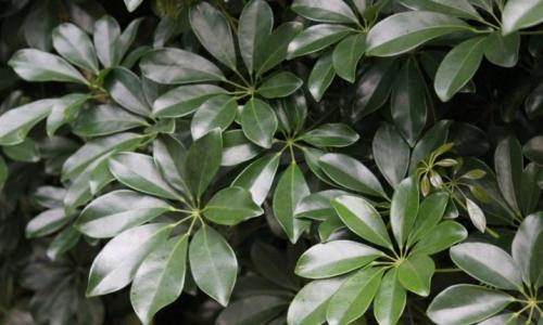 Шеффлера, какая нужна земля и горшок. Посадка, пересадка, грунт – шефлера не простит ошибки 12