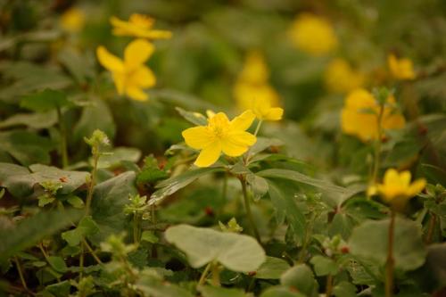 Цветок анемона посадка и уход выращивание анемоны. 