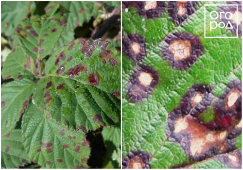 Пупырышки на листьях смородины. Куст смородины – описание 02