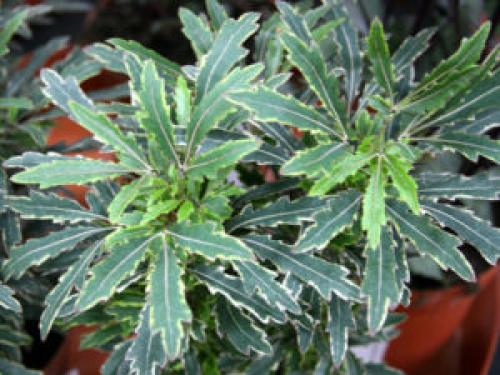 Горшок для шефлеры. Шеффлера — уход в домашних условиях