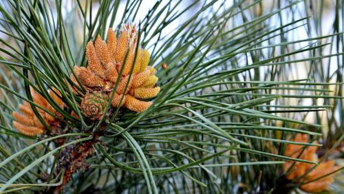 Побег сосны. Лечебные свойства побегов сосны