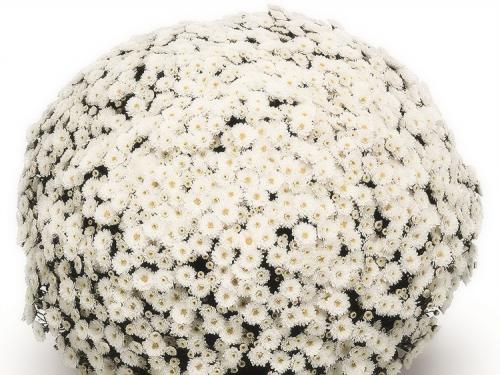 Выращивание хризантемы мультифлора в горшках на улице. Выращивание хризантем мультифлора: правила посадки и ухода