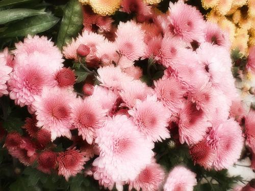 Шаровидная хризантема Мультифлора в саду. Выращивание хризантем мультифлора: правила посадки и ухода