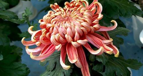 Выращивание хризантемы в домашних условиях. Выращивание хризантемы в горшке в домашних условиях