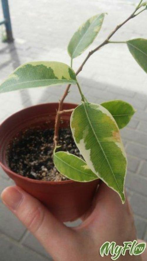 Как спасти фикус. Фикус Бенджамина. Реанимация 07