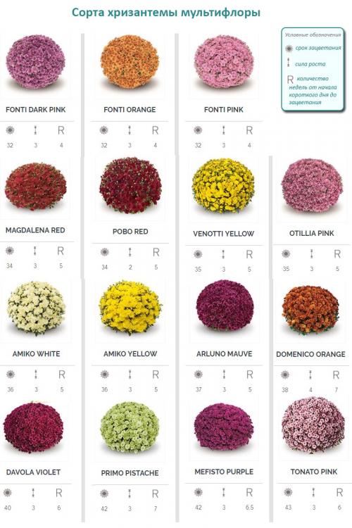 Хризантема шаровидная белая. Особенности и сорта