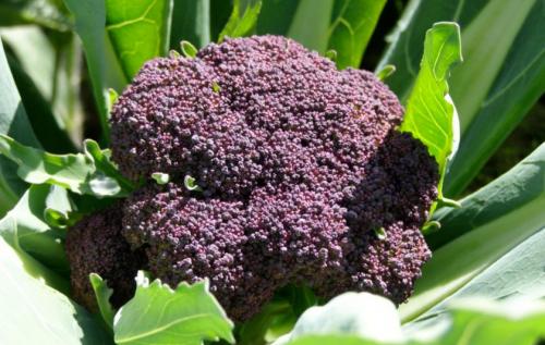 Как выглядит брокколи. Лучшие сорта для открытого грунта