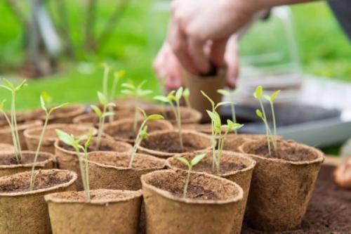 Что и когда сеять в марте 2019. Что сажать в марте на рассаду (овощи, цветы)