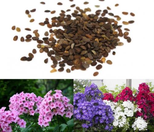 Флоксы многолетние посадка семенами. Выращивание семенами на рассаду 01