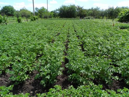 Сорт картофеля Розара – характеристика и описание, отзывы огородников