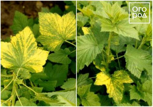 Пупырышки на листьях смородины. Куст смородины – описание 06