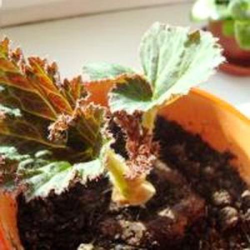 Цветок иван да марья бегония комнатная, как выглядит. 