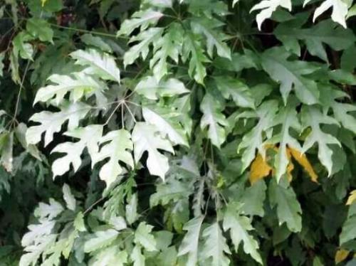 Шеффлера уход и пересадка. Шеффлера 04 Шеффлера уход и пересадка. Шеффлера 04