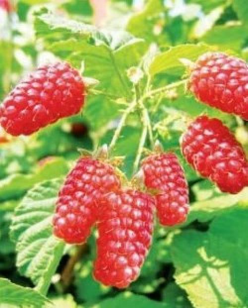 Как вырастить маточный корень малины в домашних условиях. Выращивание посадочного материала малины