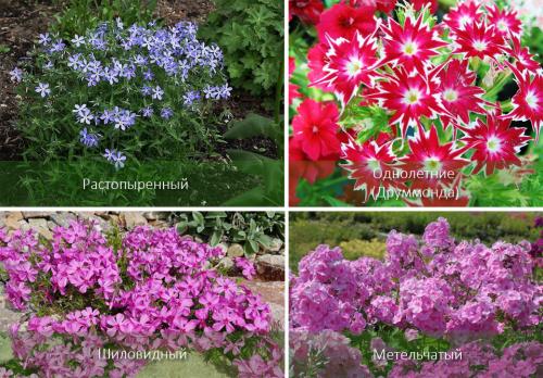 Флоксы сорта. Флоксы многолетние и однолетние