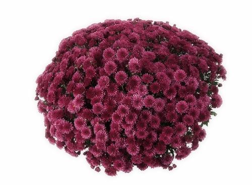 Выращивание хризантемы мультифлора в горшках на улице. Выращивание хризантем мультифлора: правила посадки и ухода