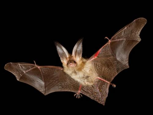 Где живут летучие мыши зимой. Там где зимуют летучие мыши