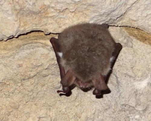 Где живут летучие мыши зимой. Там где зимуют летучие мыши