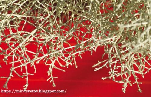 Калоцефалус засох. Калоцефалус - серебристый куст в цветочном горшке, который украсит дом не только в праздничные дни