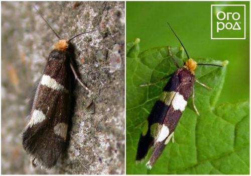 Пупырышки на листьях смородины. Куст смородины – описание 07