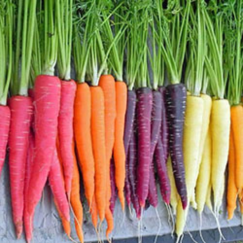Почему морковка стала оранжевой? До 19 века морковь была фиолетовой! 01