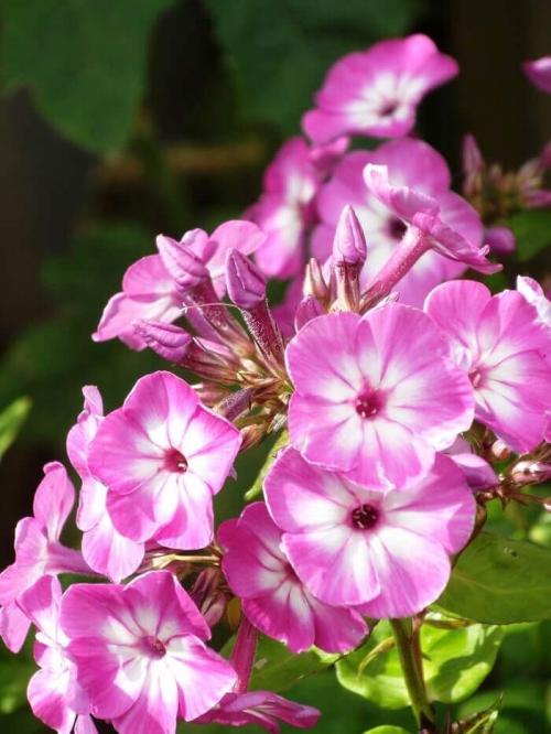 Почему в городах листья с деревьев опадают в среднем позже, чем в загородных лесах. От 12 до 18 лет ответы Экодиктант 2021 год 08