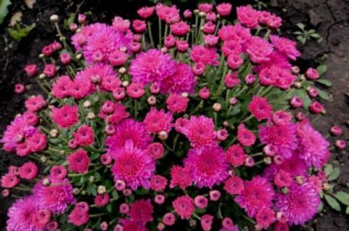 Хризантема Мультифлора ранние сорта. Лучшие сорта хризантем Мультифлора (шаровидные)