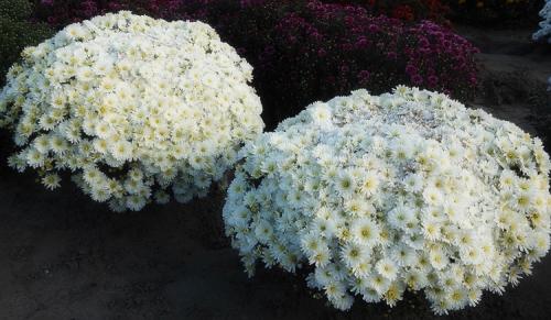 Выращивание хризантемы мультифлора в горшках на улице. Выращивание хризантем мультифлора: правила посадки и ухода