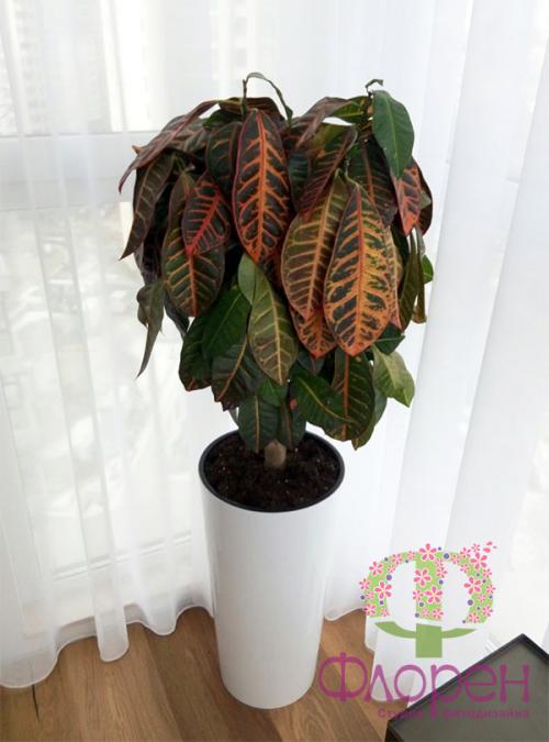 Кротон вянут листья. Вянут листья у кротона –, что делать