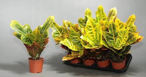 У кротона. Фотогалерея 02