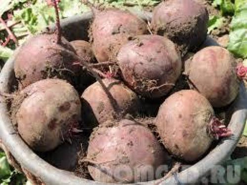 Что делают люди в саду. Осеннее удобрение. 09