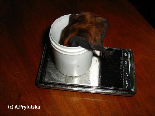 Нашел летучую мышь зимой, что делать. В каком случае следует начинать кормление?