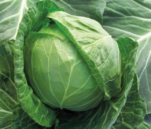 Культурные сорта капусты. Сорта капусты белокочанной с названием и описанием