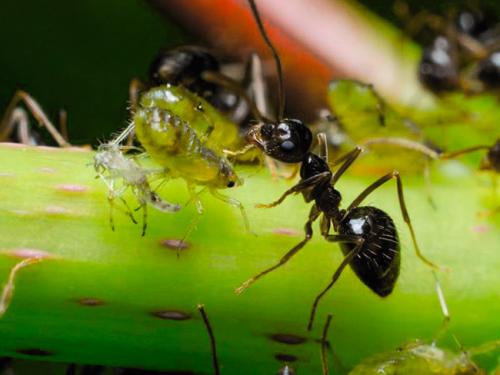Как муравьи готовятся к зиме?
