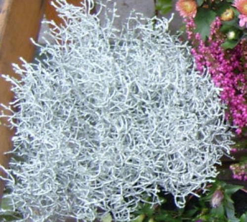 Цветок калоцефалус описание. Калоцефалус - серебристый куст в цветочном горшке, который украсит дом не только в праздничные дни 03 Цветок калоцефалус описание. Калоцефалус - серебристый куст в цветочном горшке, который украсит дом не только в праздничные дни 03