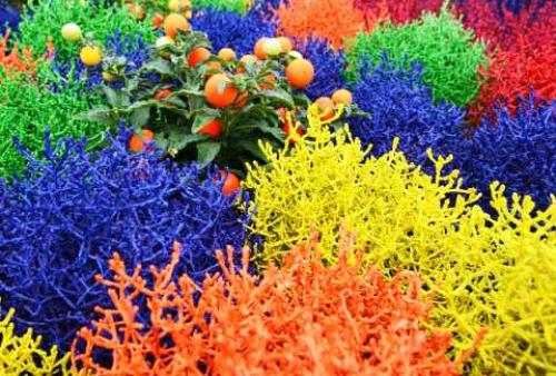 Калоцефалус брауна уход. 