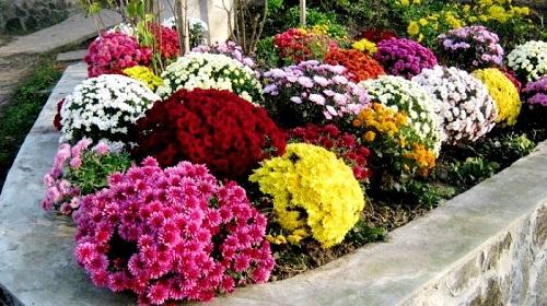 Обзор хризантемы мультифлоры. Что собой представляет хризантема мультифлора шаровидная 01