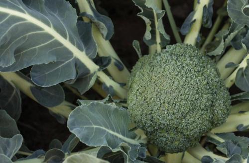 Как выглядит брокколи. Лучшие сорта для открытого грунта