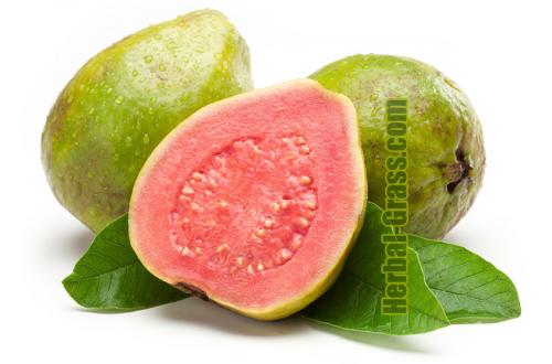 Гуава грушевидная. Гуава (гуайява)