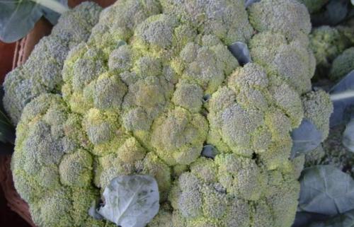 Как выглядит брокколи. Лучшие сорта для открытого грунта