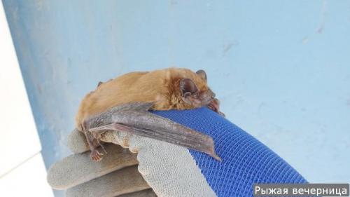 Где живут летучие мыши зимой. Там где зимуют летучие мыши