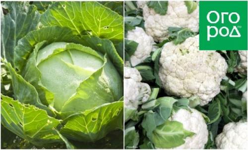 Потребности семьи на даче. Что и в каком количестве выращивать на даче в экономический кризис