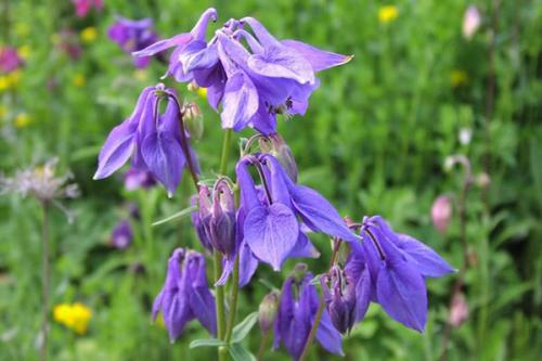 Полевые цветы приморского края. Синие полевые цветы